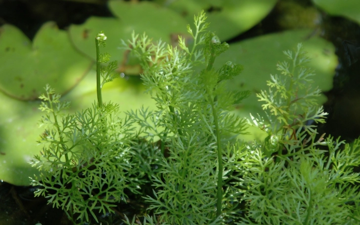 水蕨繁殖 水蕨繁殖