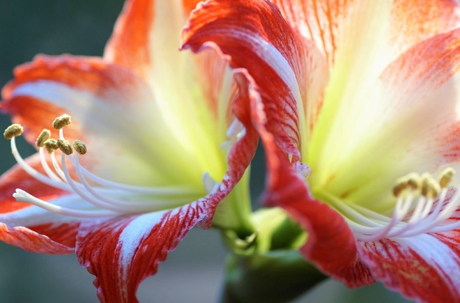 孤挺花花期 孤挺花花期