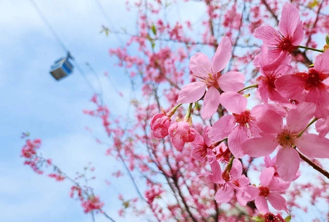 盆栽櫻花照顧 盆栽櫻花照顧