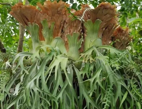 耐陰植物鹿角蕨