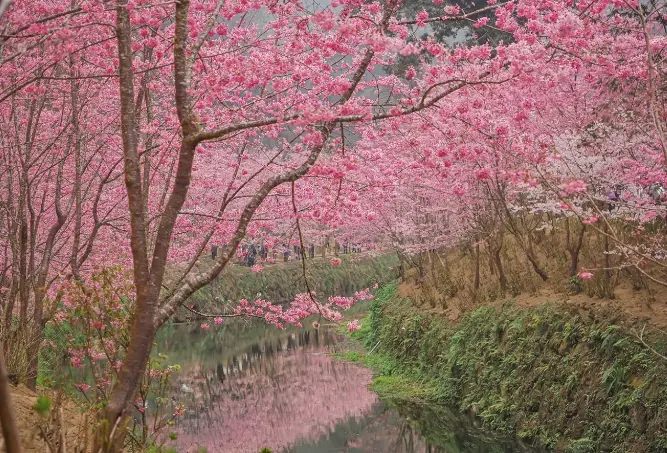 櫻花開花時間