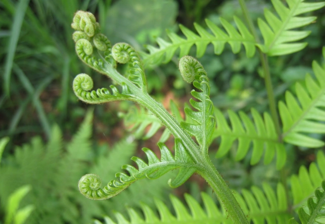 蕨類植物定義