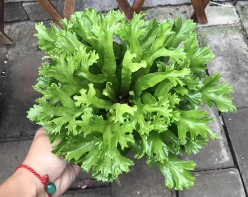 鹿角蕨養護