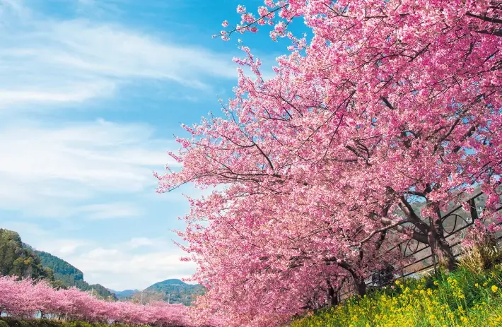 櫻花品種開花時間
