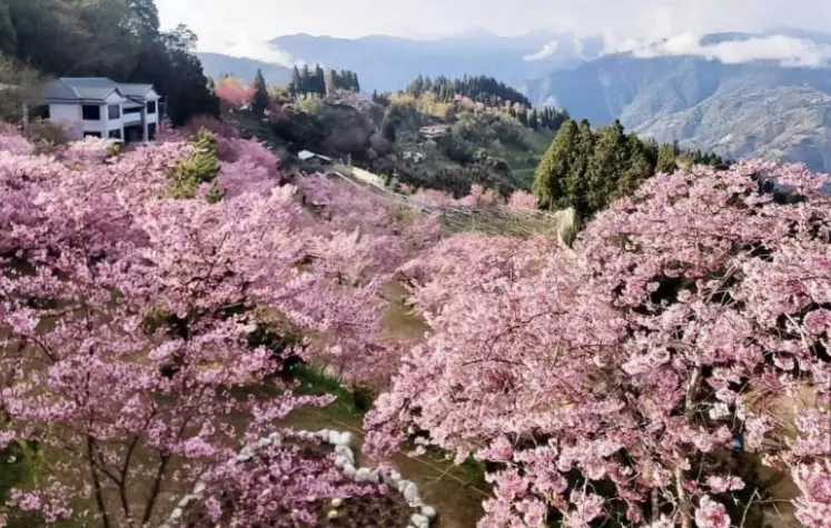 櫻花栽培技巧
