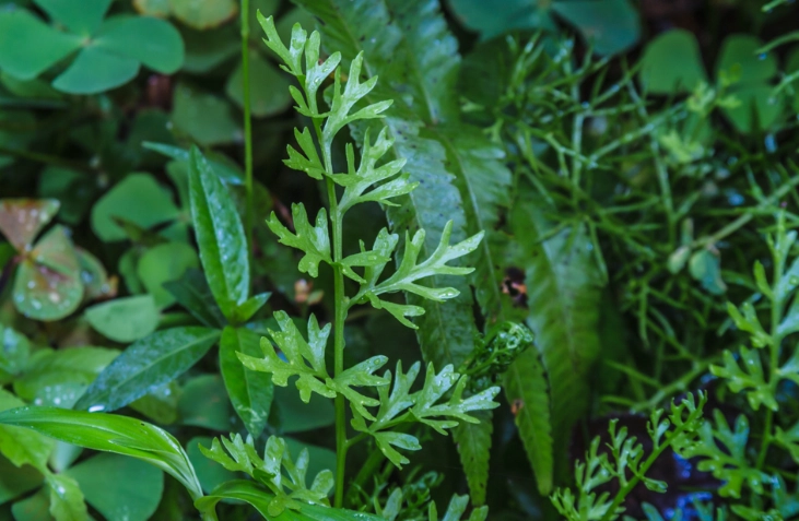 水蕨種植方法 水蕨種植方法
