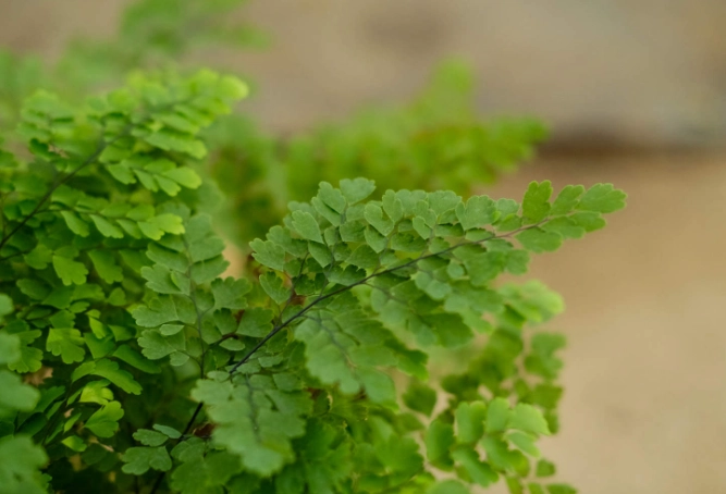 蕨類植物種類