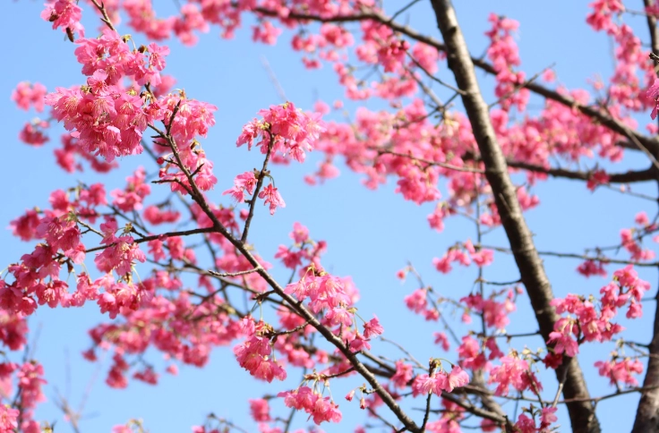 室內櫻花盆栽 室內櫻花盆栽