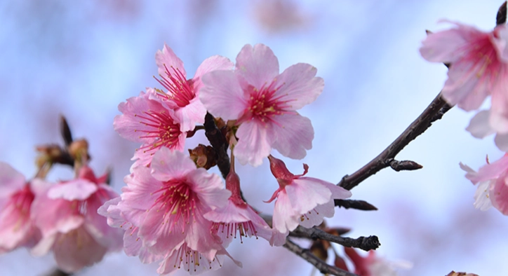 櫻花開花時間