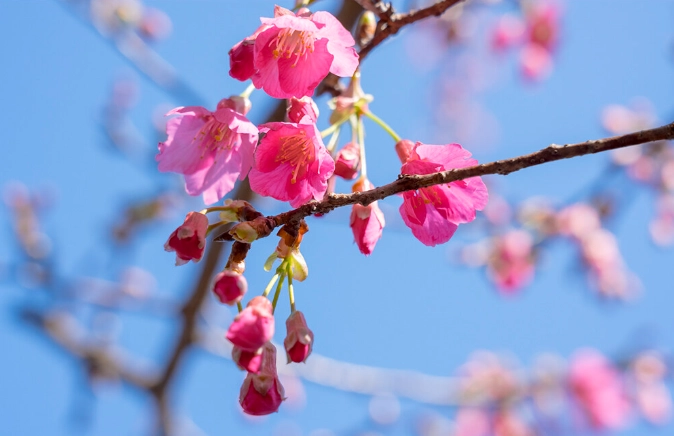 櫻花栽培技巧 櫻花栽培技巧