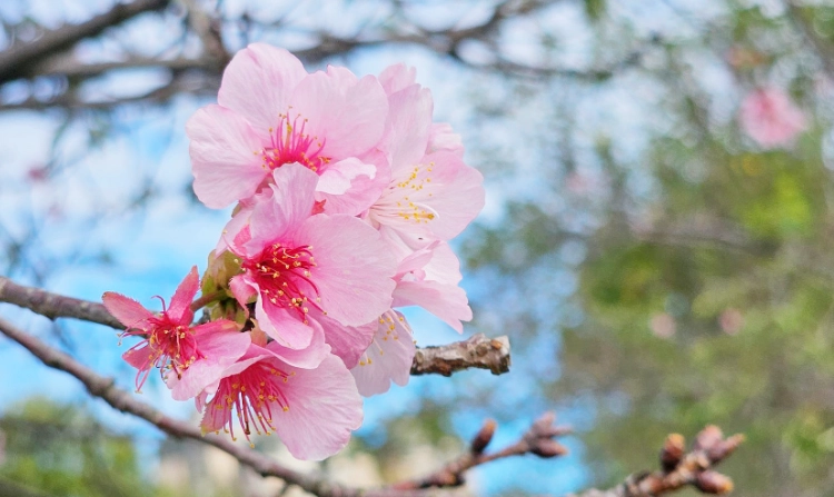 阳台樱花种植