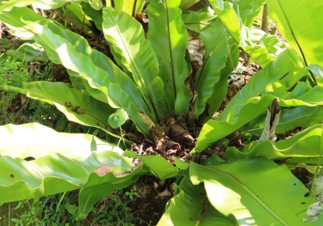 山蘇種植方法 山蘇種植方法