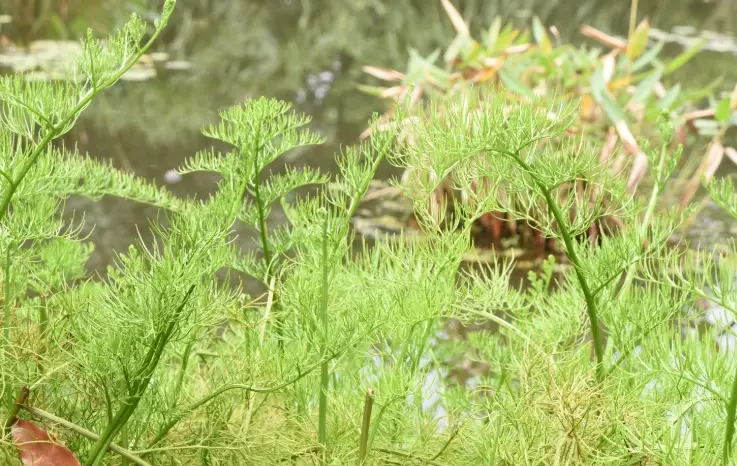 水蕨種植方法 水蕨種植方法