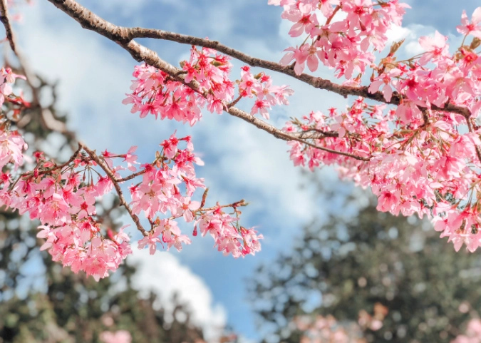 櫻花栽培技巧 櫻花栽培技巧