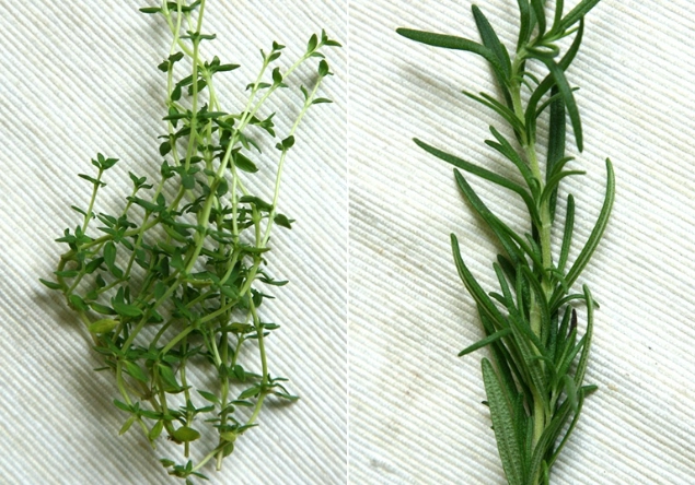 香草植物比較