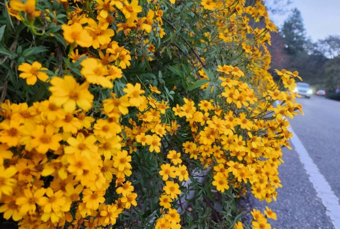 芳香萬壽菊功效