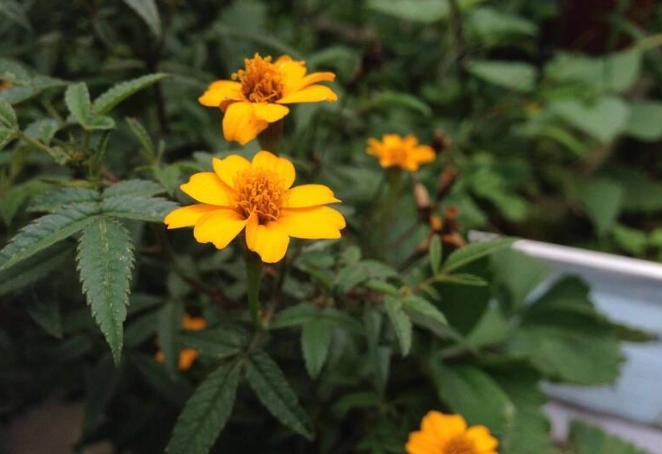 芳香萬壽菊種植