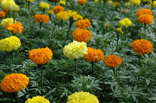 萬壽菊健康益處