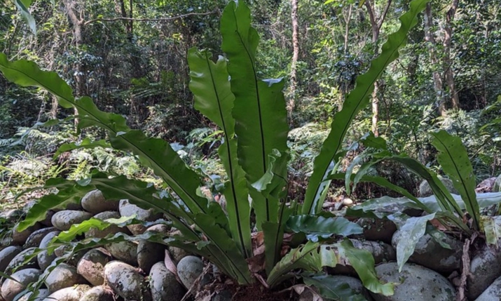山蘇種植技巧 山蘇種植技巧