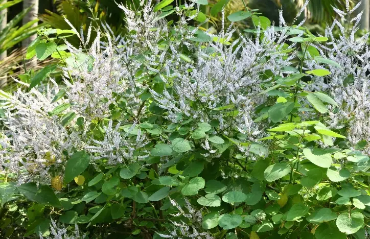 麝香木栽培距離