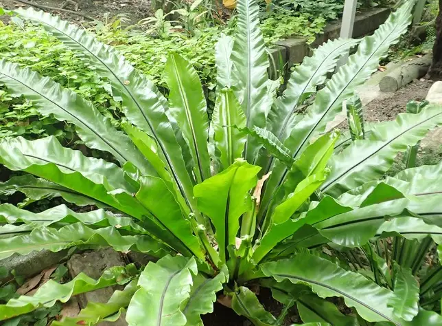 南洋山蘇花 種植