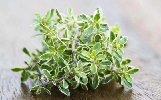 香草植物比較