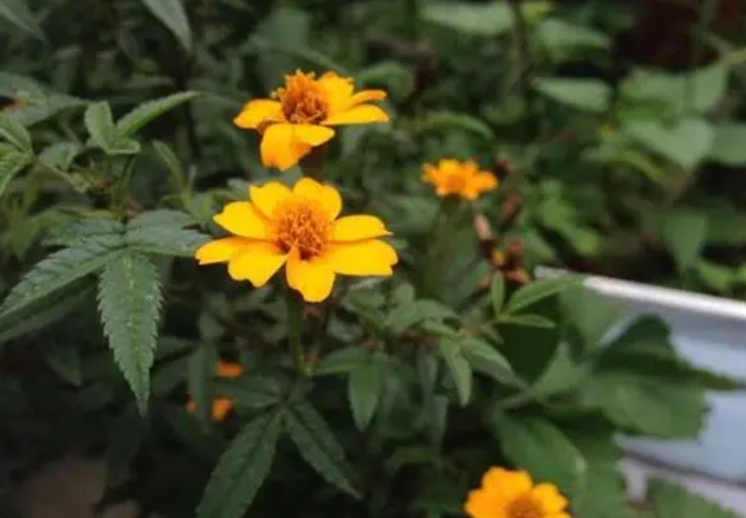 萬壽菊發霉處理