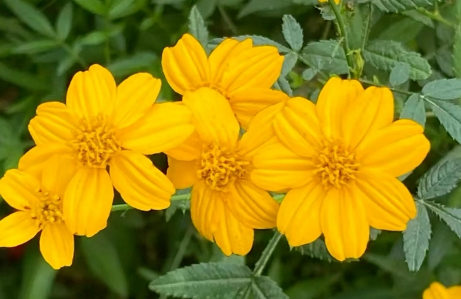 芳香萬壽菊泡法