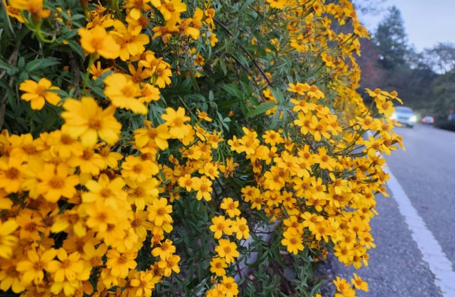 芳香萬壽菊 萬壽菊 差別