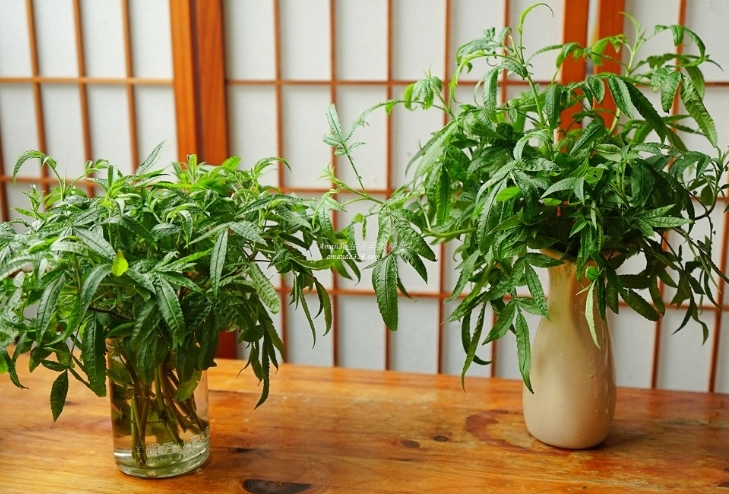 萬壽菊養護