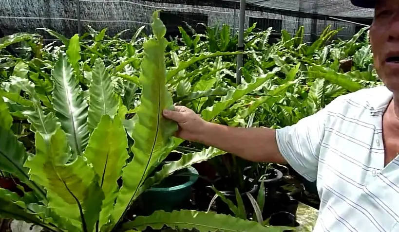 蕨類植物繁殖 蕨類植物繁殖