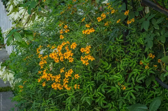 萬壽菊種類比較