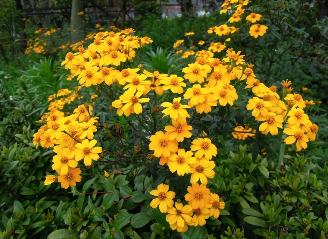 植物葉子變小處理