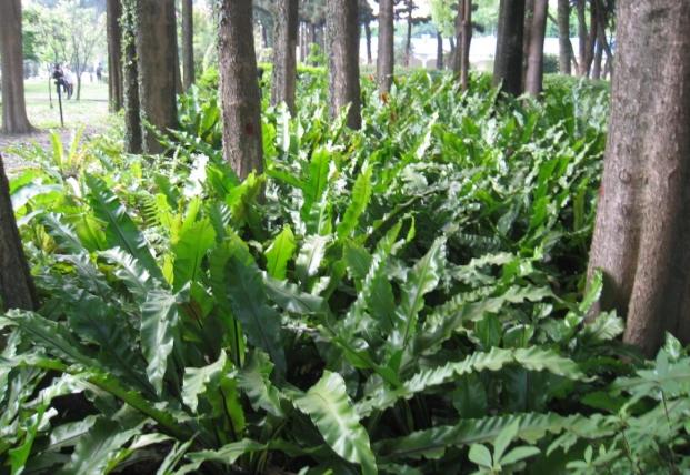 南洋山蘇花 病害