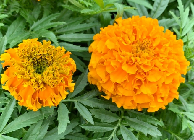 萬壽菊發霉處理