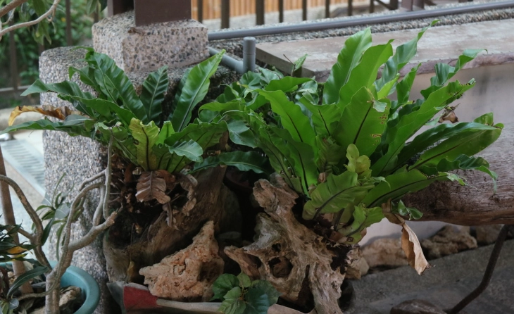 蕨類植物繁殖 蕨類植物繁殖