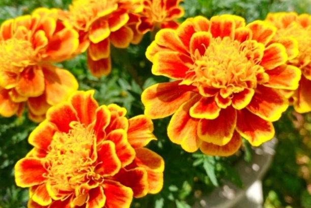 萬壽菊枯萎預防