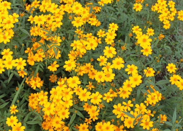 芳香萬壽菊功效