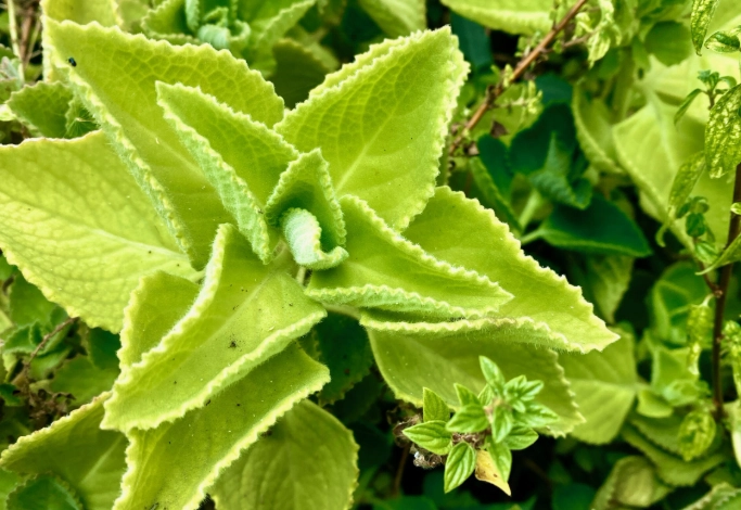 麝香木左手香功效