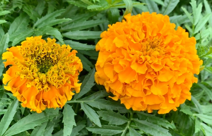 萬壽菊食用安全