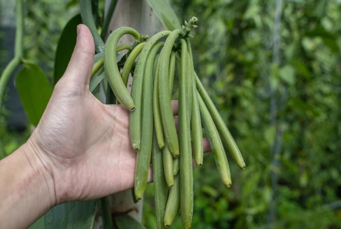 香草豆莢栽培技巧