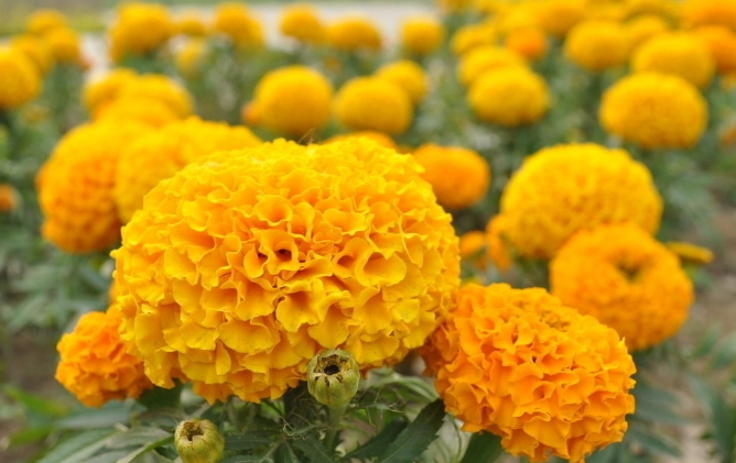 萬壽菊發霉處理