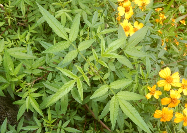 植物葉子變小處理