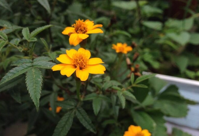 萬壽菊食用安全