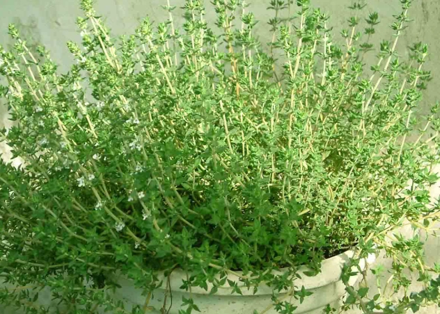 百里香茶好處