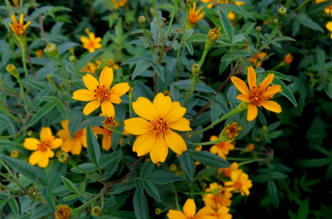 芳香萬壽菊 萬壽菊 差別