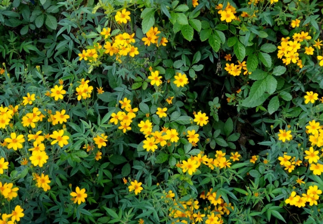 萬壽菊種類比較