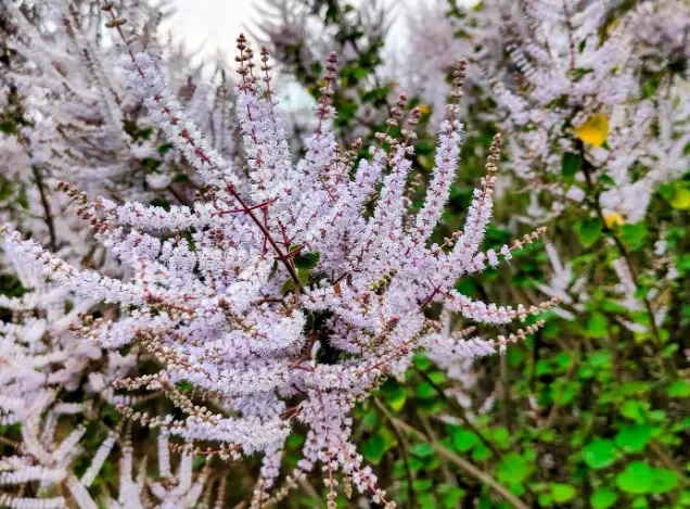 芳香木種植間隔