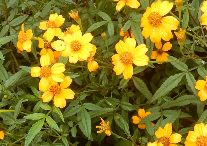 萬壽菊健康益處