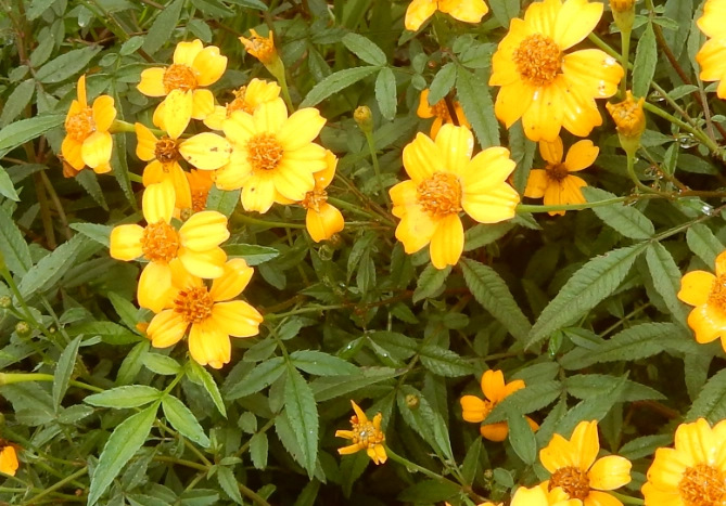 芳香萬壽菊功效